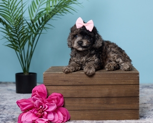 Rita F1 Cavapoo